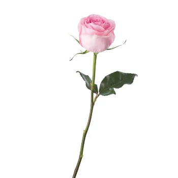 Fresh Pink Rose